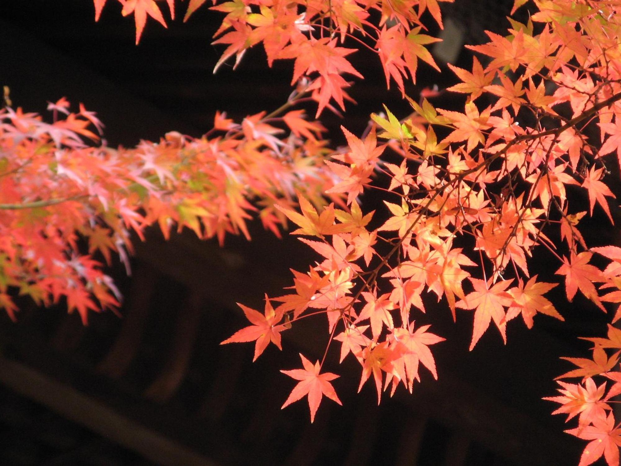 Hotel Heian No Mori Kyoto Extérieur photo